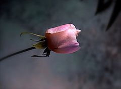 photo "***"