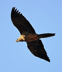 photo "Gypaetus barbatus. Бородач ягнятник."