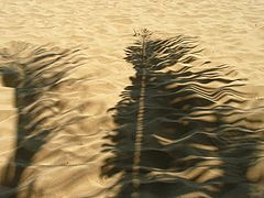 фото "Колышится ветром пальмы листок..."