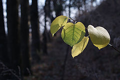 photo "Autumn Leaf"