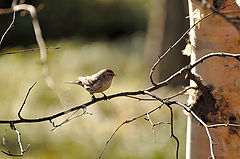 photo "Carduelis flammea 2"