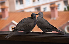 photo "Love & doves"