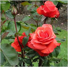 photo "Salmon Rose."