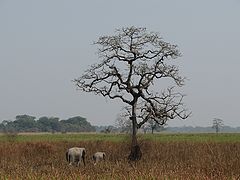 фото "Kaziranga"