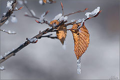 photo "***"