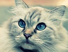 photo "***"