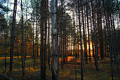 photo "***"