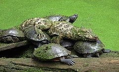 photo "Friends"