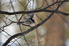 photo "Take off (Parus montanus 3)"