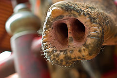 фото "elefant"