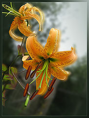photo "The end of Summer"
