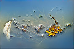 photo "***"