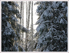 фото "Самый короткий день"