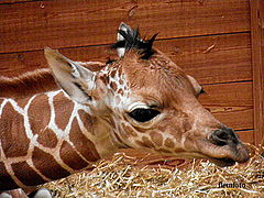 фото "My first day,"