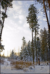 photo "Forest Contrasts"