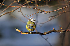 photo "Parus caeruleus1"