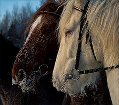 photo "Cavalli"