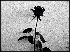 photo "***"