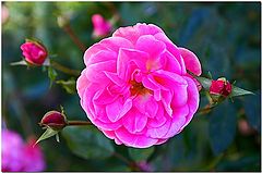 фото "In The Pink"
