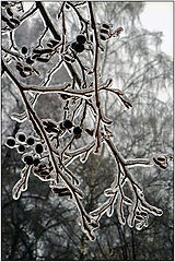 photo "In an ice armour"