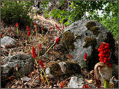 фото "vesna"