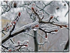 фото "Ледяной сон"
