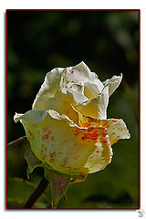photo "White Rose"