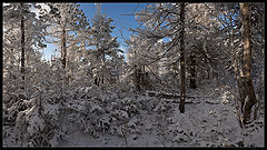 photo "Wintry / 0205_0007-0011"