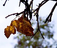 photo "***"