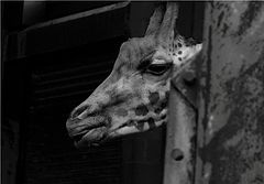 фото "I want to be free"