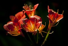 photo "***"