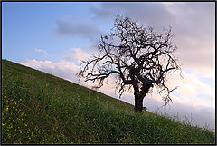 photo "Green and Blue"