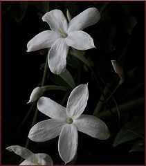 фото "early jasmine welcomes a new year"