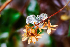 photo "Alchemy Of Ice"