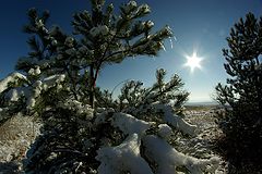 photo "Winter scene..."