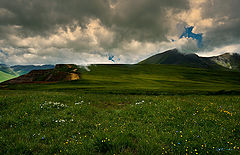 photo "Alpine herbs"