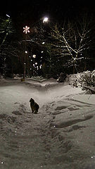 photo "***"