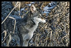 photo "Coyote"