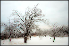 photo "***"