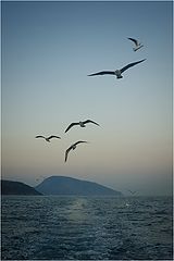 фото "Чайки"