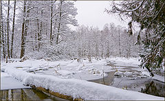 photo "Beaver's Land"