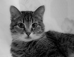 photo "***"