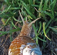 фото "Snail"