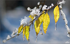 photo "***"