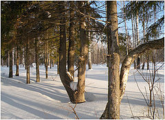 фото "Тройняшки."
