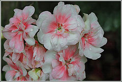 photo "Geraniums like heat ..."