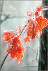 photo "***"