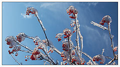 фото "Ice Berry"