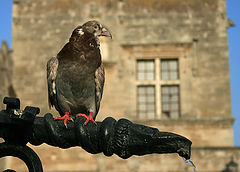 photo "I`m not a dove, I`m an eagle!"