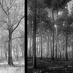 photo "trees"